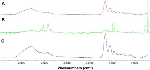 Figure 3 FTIR–ATR spectra of gelatin (A), polystyrene (B), and polystyrene-modified gelatin (C).Abbreviations: ATR, attenuated total reflection; FTIR, Fourier transform infrared spectroscopy.