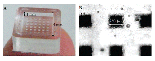 Figure 2. A photo of a microneedle array inverse mold (MAIM) made of PDMS taken in zoom lens with a digital camera (left) and the image of the microholes of a MARM observed under an optical microscope (right). Reprinted with permission from Reference 16.