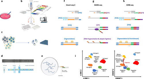Figure 1. Single-cell RNA-seq – cell isolation, library strategy and data analysis. (a) pipette based single cell isolation as in protocols Smart-seq 1 & 2, CEL-seq 1 and 2, (b) FACS based single cell isolation in 96/384 multi-well plates, as in protocols SCRB-seq, MARS-seq 1 & 2, (c) Nanowell single cell isolation – multiple cell populations are separated in a single cell per well and scRNA library is generated, (d) microfluidics based water-in-oil droplet encapsulation of single cells – droplets are formed following Poisson distribution, and single cell and single barcode bead are co-encapsulated in a single droplet, (e) Barcode bead is either a polystyrene bead with photocleavable oligonucleotide probes attached, or an agarose bead with oligonucleotide probes inside, and in any case, the poly(A) tail of mRNA is attached to the poly(T) part of the probe, where also a Unified Molecular Identifier and CellBarCode exist; thus synthesizing a reverse strand generates a poly(T)-CellBC-UMI-cDNA sequence, representing a single transcript. (f) Smart-seq 2, (g) MARS-seq, (h) SCRB-seq, (i) Comparison of data closeting approaches t-SNE and UMAP, where for each cell a number of gene counts exist, i.e. how many times a single gene exists per cell, with different UMI in its amplified cDNA copies. Both t-SNE and UMAP provide clustering of individual cells based on their gene expression matrices, where UMAP provides an even higher order of information – cell line trajectory showing which cell stems from which progenitor, while t-SNE differentiates different cell types, but not the origin of one phenotype.