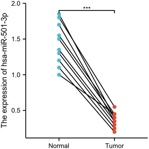 Figure 1 Expression of miR-501-3p in OC and normal tissues. Significance marker: *** p<0.001.