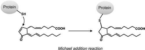 Fig. 2. Michael-type addition of 15d-PGJ2 to cysteine residues of protein.