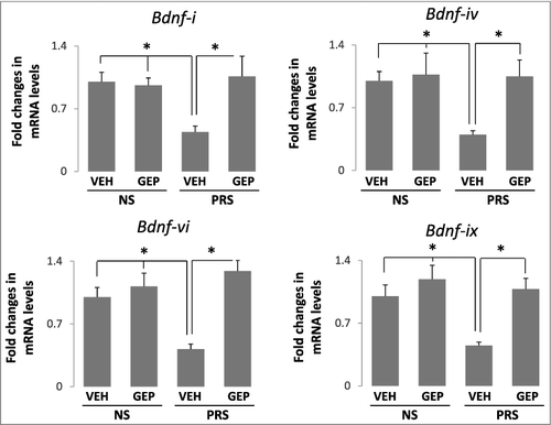 Figure 2. Downregulated expression of Bdnf-i, Bdnf-iv, Bdnf-vi, and Bdnf-ix transcripts in hippocampus of PRS mice are normalized by genipin. Forty-day-old NS (offspring of non-stressed dams) and PRS (offspring of prenatally stressed dams) male mice were treated i.p. once a day for 7 days, with vehicle (VEH), 25 mg/kg of genipin (GEP). Levels of mRNA were measured by qPCR and the data were normalized by β-actin. Bdnf expression was calculated by the ddCt method. Means of mRNA levels are expressed relative to control group. The data are expressed as mean +/- SEM. * P < 0.05 when vehicle (VEH)-treated PRS mice are compared to genipin (GEP)-treated PRS mice, or to vehicle (VEH)- and genipin (GEP)-treated NS mice. n = 10 per group.