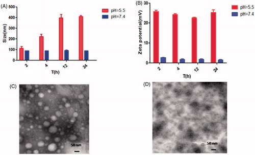 Figure 5. Particle size (A) and zeta potential (B) of blank nanoparticles (NPs) dependent on pH values. Typical TEM images of NPs in different solutions with pH 7.4 (C) and 5.5 (D).
