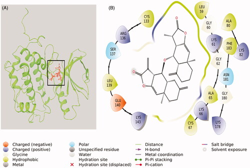 Figure 9. Interaction between compound-1 and PLK-1 kinase domain. (A) Molecular docking of compound 1 to the catalytic site of PLK-1, and (B) Amino acid residues of PLK-1 interacting with compound 1.