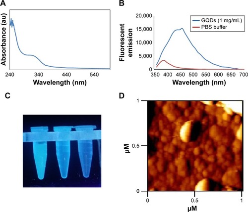 Figure 7 Characterizations of GQDs.Notes: (A) UV/visible and (B) fluorescence spectra of GQDs. (C) Photo of dispersed GQDs under 365 nm UV lamp. From left to right: 1 mg/mL of GQDs in PBS, 0.01 mg/mL of GQDs in PBS, and PBS. (D) AFM image of GQDs.Abbreviations: GQDs, graphene quantum dots; PBS, phosphate-buffered saline; AFM, atomic force microscopy.