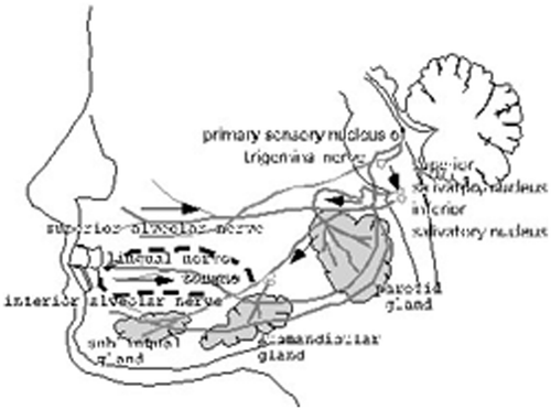 Figure 9. Schema of salivation. Arrows in the schema show information flows: somatosensory information evoked by mechanoreceptive stimuli in the oral cavity, arrive at the superior and inferior salivary nucleus, and these information are provided to the parotid, submandibular and sublingual glands by the impetus.