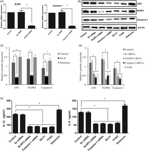 Figure 1. Oxidative stress promoted the expression of NLRP3 inflammasome and inflammatory factors. Knockdown of NLRP3 and Caspase-1 via transfecting siRNA (A); Western blotting analysis of NLRP3 inflammasome (B); Relative protein expression of NLRP3 inflammasome after treatment with SS-31 and Rotenone (C); Relative protein expression of NLRP3 inflammasome after treatment with NLRP3 siRNA, Caspase-1 siRNA, and YVAD (D); the concentrations of IL-1β and IL-18 in cell supernatant (E). *p<.05 vs. control (Sc siRNA).