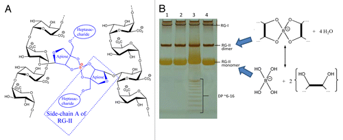 Figure 1. Boron-bridging of RG-II and separation by gel electrophoresis. (A) Schematic representation of boron-bridging of two pectin molecules (B) Gel electrophoresis separation of monomeric and dimeric RG-II. Sample 3 shows separation of oligomers with DP ~6–16 (hexasaccharide to hexadecasaccharide) resulting from the incomplete digestion of homogalacturonan.