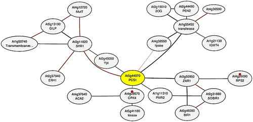 Figure 6. Co-expression network of AtPCS1 (At5g44070; yellow node). The network was constructed by using microarray and RNA-seq datasets in the ATTED-II server. In the network, grey circles represent the nodes or genes, whereas interconnecting black lines show the edges or associations. Based on KEGG pathway (ID: ath04626), small red circles show the plant–pathogen interaction with two genes (At4g09570 and At4g26090).