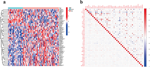 Figure 1 Expression levels and correlations of DE-FRGs in OM. (a) Differential heatmap of these DE-FRGs. Red indicates the DE-FRG is highly expressed in the sample, and blue indicates the DE-FRG is lowly expressed in the sample. (b) The correlation analysis of these DE-FRGs. Red represents positive correlation, blue represents negative correlation. *: P<0.05, **: P<0.01, ***: P<0.001.