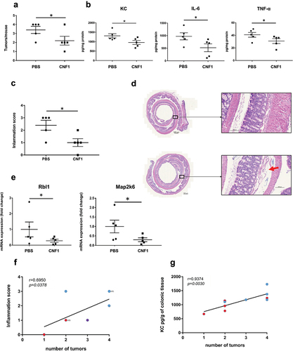 Figure 6. In CoPEC-infected ApcMin/+ mice, intrarectal administration of CNF1 impedes the development of colon tumors and decreases inflammation. ApcMin/+ mice were orally administered 109 colony-forming units of the E. coli 21F8 mutant producing colibactin but defective in cnf1. Two days post-infection, the mice received an intrarectal injection of 10 µg of CNF1 protein or PBS every 7 days for 7 weeks. (a) the number of colorectal tumors by mouse was determined using a dissecting microscope. The data points represent actual values for each individual mouse, and the bars indicate median values. (b) the levels of secreted cytokines (KC, IL-6 and TNF-α) in colonic tissue were quantified by ELISA. (c) Inflammation score is presented as the mean ± SEM. (d) Representative images of H&E-stained colonic mouse sections of PBS- or CNF1-treated mice. The red arrow shows submucosal edema. e) Rbl1 and Map2k6 mRNA relative levels in colonic mucosa were quantified by Qrt – PCR (RT2 Profiler PCR). (f) Correlation between the inflammation score and the tumor number. (g) Correlation between the KC levels in colonic tissue and the tumor number. Blue dots represent mice treated with PBS (n = 5) and red dots represent those treated with CNF1 (n = 5). Statistical comparisons were carried out by unpaired t test (*P <0 .05) after normality testing. Spearman correlation analysis was performed between the inflammation score or KC concentration and the tumor number. The given r values indicate Spearman’s rank correlation, and the P value represents the significance of the test result.