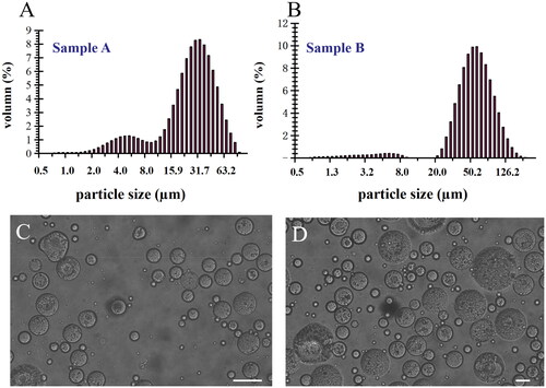 Figure 2. The mean particle size distribution of sample A (A) and sample B (B) determined by the Mastersizer 2000 particle size analyzer (sample A:27.0 ± 0.3 μm) and (sample B: 55.0 ± 1.1 μm). The morphology images of sample A (C) of small particle size and sample B (D) of large particle size under × 400 optical microscope (bar = 20 μm).