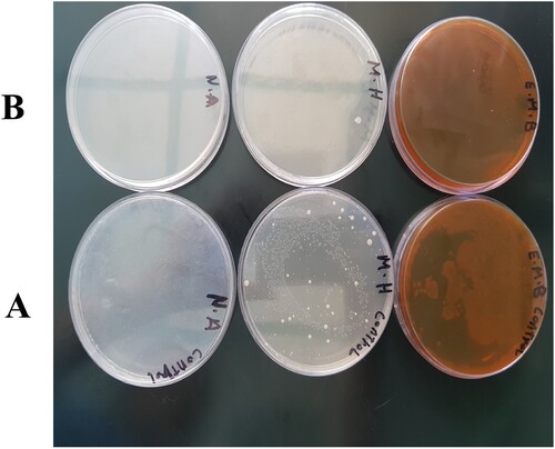 Figure 10. The results of microbial growth using eosin methylene blue (EMB), nutrient agar (NA), and Muller-Hinton (MH) agar media for (A) untreated tap water, (B) water treated with an Ag-PMMA NC film.