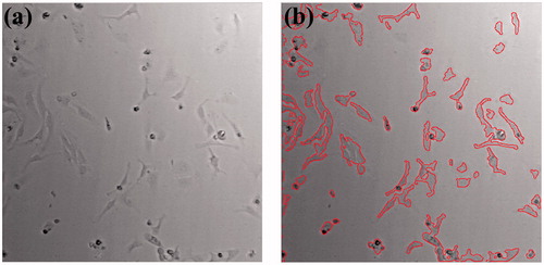 Figure 3. Representative images of cell density calculation using (a) an acquired brightfield image and (b) cell boundary traced image using the MATLAB program. The boundary is marked by the red solid line.