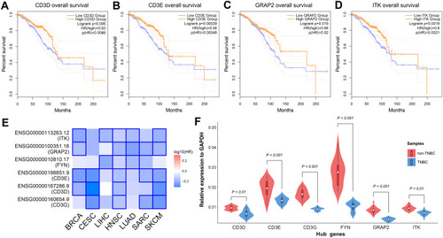 Figure 5 Hub genes validation using TCGA data and clinical specimens.Notes: (A) Kaplan–Meier survival analysis of CD3D. (B) Kaplan–Meier survival analysis of CD3E. (C) Kaplan–Meier survival analysis of GRAP2. (D) Kaplan–Meier survival analysis of ITK. (E) Survival map of the hub genes in multiple malignancies. (F) Expression levels of the hub genes in clinical specimens detected by qRT-PCR.Abbreviations: TCGA, The Cancer Genome Atlas; qRT-PCR, quantitative reverse transcriptional polymerase chain reaction.