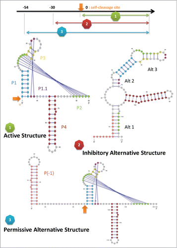 Figure 3. Schematic drawing for HDV ribozyme. The starting point of each structure on the viral genome in relation to the self-cleavage site (this site is annotated by an orange arrow) is labeled by the corresponding number. The 5 stems of the active structure are colored using similar color scheme employed by Chadalavada et al. (2000) [Citation12]: P1 in blue, P2 in green, P3 in yellow, P4 in dark red, P1.1 in purple. The stem P(-1) of the permissive alternative structure is colored in pink. In the inhibitory alternative structure, Alt 1, 2, and 3 disrupt the native stems of the active structure except P1 and P4.