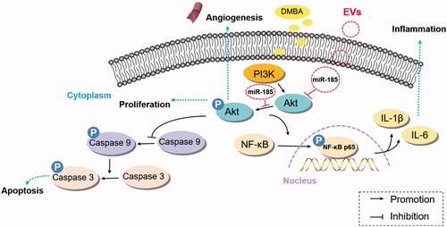 Figure 7. Schematic representation of the mechanism by which miR-185 encapsulated by MSC-EVs ameliorates OPMD by inhibition of inflammation and induction of apoptosis via Akt/NF-κB and Akt/caspase-9 related pathways.