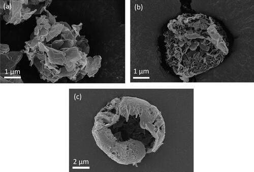 Figure 8. SEM images of leucine particles spray dried from (a) 0.25/0.75 w/w water/ethanol at 20 °C, (b) 0.5/0.5 w/w water/ethanol at 20 °C, and (c) 0.5/0.5 w/w water/ethanol at 80 °C.