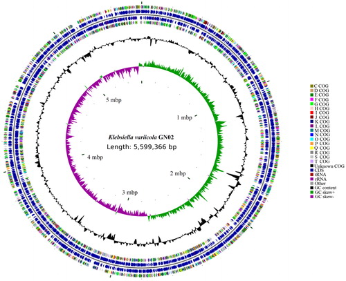 Figure 4. GN02 genome circle. From inside to out, the first circle represents the scale, the second circle represents GC Skew, the third circle represents GC content, the fourth and seventh circles represent the COG (Cluster of Orthologous Groups of proteins) to which each CDS (Coding sequence) belongs and the fifth and sixth circles represent the position of CDS, tRAN, and rRAN in the genome.