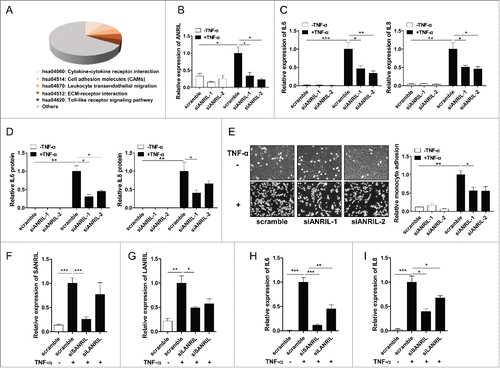 Figure 3. ANRIL regulates inflammatory genes expression downstream of TNF-α signaling pathway. (A) KEGG pathway analysis (DAVID Functional Annotation Bioinformatics Microarray Analysis) of differentially expressed genes in RNA sequencing data from HUVECs treated with scramble or ANRIL siRNA (24h) upon TNF-α treatment (25 ng/mL, 24h). (p < 0.05). (B) RT-qPCR analysis showing that ANRIL was significantly knocked down by 2 sets of siRNAs (siANRIL-1 and siANRIL-2, 24h) targeting common sequences of ANRIL isoforms upon TNF-α treatment (25 ng/mL, 24h). (*p < 0.05). (C and D) RT-qPCR (C) and ELISA assay (D) of IL6 and IL8 levels in HUVECs treated with scramble or 2 sets of ANRIL siRNAs (siANRIL-1 and siANRIL-2, 24h) upon TNF-α treatment (25 ng/mL, 24h). (*p < 0.05, **p < 0.01, ***p < 0.005). (E) Monocyte adhesion assay showing that ANRIL knockdown decreased the adhesion of U937 monocytes to HUVECs. HUVECs were treated with scramble or 2 sets of ANRIL siRNAs (siANRIL-1 and siANRIL-2). Twenty-four hours later, HUVECs were treated with TNF-α (25 ng/mL) for 6 h and incubated with U937 cells for another 1 h. After washing, attached U937 cells were photographed (×200) and quantiﬁed (right panel). (*p < 0.05, **p < 0.01). (F-I) RT-qPCR of RNA levels of short (SANRIL) (F), long (LANRIL) (G) ANRIL isoforms and IL6 (H), IL8 (I) in HUVECs treated with scramble or specific siRNAs (siSANRIL and siLANRIL, 24h) upon TNF-α treatment (25 ng/mL, 24h). (*p < 0.05, **p < 0.01, ***p < 0.005). All results are presented as mean ± SEM from at least 3 independent biological experiments.