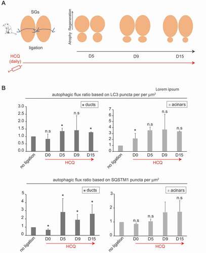 Figure 6. Autophagy flux is increased in ducts upon ligation-induced SGs regeneration. (A) Schematic representation of the ligation of mouse SGs and the subsequent regeneration process over 15 days upon HCQ treatment as described in material and methods. (B) Control SGs (no ligation, HCQ-untreated or no ligation, HCQ-treated), or regenerating SGs (ligation, HCQ-untreated or ligation, HCQ-treated) were excised from animals sacrificed at 0 (D0), 5 (D5), 9 (D9) and 15 (d15) days post-ligation, and processed for LC3 and SQSTM1 puncta analysis as in Figure 4B. Subsequently, the average number of LC3 or SQSTM1 puncta per µm2 was determined in either the duct or acinar cell regions of SGs from animals treated or untreated with HCQ. The autophagic flux index for each condition (day post-ligation, with or without ligation) was then calculated but dividing the number of puncta in the sample treated with HCQ by the number of puncta in the same sample not treated with HCQ. Finally, the autophagic flux index in the ligated SGs was expressed relative to that of the non-ligated SGs. Columns represent the mean numbers ± SD of at least 3 randomly selected sections per SGs. Three different control mice and 3 different ligated mice were analyzed at each time point. Asterisks annotate significant differences of p < 0.05.