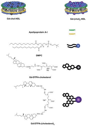 Figure 1 High-density lipoprotein nanoparticles incorporated with cholesterol-based gadolinium complexes.Abbreviations: Gd, gadolinium; DTPA, diethylenetriamine penta-acetic acid; DMPC, 1,2-dimyristoyl-sn-glycero-3-phosphocholine.