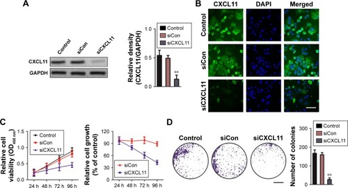 Figure 2 CXCL11 regulates SW480 cells growth and colony formation.