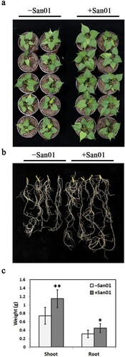 Figure 3. Effect of Klebsiella sp. San01 on the growth of the sweet potato. Phenotypic comparisons of shoot (a) and root (b) between San01-inoculated (+San01) and non-inoculated (−San01) sweet potato plants were observed after four weeks of inoculation. (c) Effect of San01 on the fresh weights of shoot and root in sweet potato plants after inoculation. Values are the means (n = 8) with corresponding standard deviations. Statistical significance between San01-inoculated and non-inoculated plants was examined by Student’s t-test (*P < 0.05; **P < 0.01).