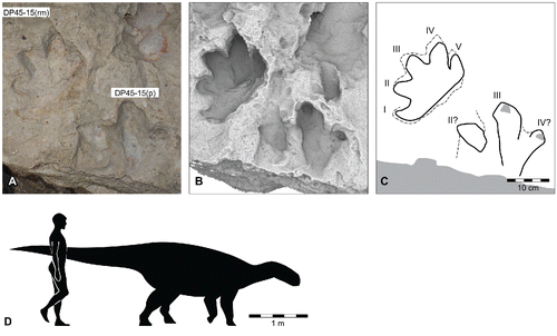 FIGURE 54. Broome thyreophoran morphotype B, from the Yanijarri–Lurujarri section of the Dampier Peninsula, Western Australia. Right manual impression and associated ?right pedal impression, UQL-DP45-15, preserved in situ as A, photograph; B, ambient occlusion image; and C, schematic interpretation. D, silhouette of hypothetical Broome thyreophoran morphotype B trackmaker based on UQL-DP45-15(m), compared with a human silhouette. See Figure 19 for legend.