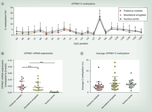 Figure 3.  OPRM1 C-methylation analysis and OPRM1 mRNA expression in brain regions thalamus medialis, basolateral amygdala and nucleus pontis. (A) C-methylation profile across OPRM1 gene from CpG position -93 to +159. Mean and SD from 24 to 27 brain tissue samples are shown. (B) OPRM1 mRNA expression compared with β-actin differed in brain tissue of thalamus medialis, basolateral amygdala and nucleus pontis (Kruskal–Wallis χ2 = 34.81, df = 2, p < 2.8 × 10−8). Whereas thalamus medialis and basolateral amygdala showed no differences in OPRM1 mRNA expression, both regions significantly showed significantly higher OPRM1 mRNA expression levels than those found in nucleus pontis (Dunn’s tests: ***p < 0.001, n.s.). Experiments were conducted from 19 brain tissue samples and median and interquartile ranges are shown. (C) Average OPRM1 C-methylation of thalamus medialis, basolateral amygdala and nucleus pontis. Median and interquartile ranges are shown conducted from 24 to 27 brain tissue samples for each brain region.n.s.: Not significant.