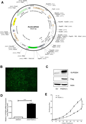 Figure 2 15-PGDH overexpression in A549 cells suppressed cell proliferation. (A) PLVX-PGDH-IRES-ZsGreen1 plasmid map visualization was performed with SnapGene software. (B) A 15-PGDH overexpression single clone cell line with intense and uniform GFP expression (400×). (C) Western blotting analysis confirmed that 15-PGDH is overexpressed successfully in A549 cells. (D) qPCR analysis confirmed overexpressed PGDH mRNA levels in A549 cells. (E) Growth curves of EV and PGDH(+) A549 cells determined by CCK-8 assay. Cell proliferation rates were represented as the ratio between OD450 at a particular time point and 0 hour. All values represent mean from three biological replicates ± SEM. Data were analyzed using Student’s t-test. ***p< 0.001.