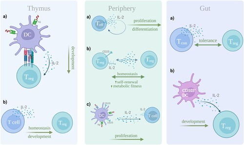 Figure 1. Cellular source and functions of IL-2 in the thymus, periphery, and gut. In the thymus, (a) DCs bearing antigen secrete IL-2, which drives the development of Treg cells, but also (b) T-cells are shown to promote the Treg cell development and homeostasis. In periphery, (a) T effector cells act in an autocrine manner, producing IL-2, and thus regulating their proliferation and differentiation. Further, (b) Treg cell homeostasis is maintained due to IL-2 paracrine signaling, where IL-2 suppression and elevated CD25 expression enhance the Treg cell self-renewal and metabolic activity. Lastly, (c) mature DC, bearing antigen, release IL-2 that enhances T cell proliferation. In the gut, (a) endogenous IL-2 by conventional T-cells maintains tolerance, but also it has been shown that (b) CD103+ DC are able to induce the development of Treg cells, via IL-2 secretion. This figure was created with Biorender.com.