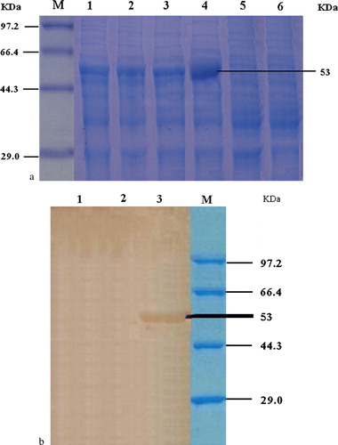 Figure 4.  4a: SDS-PAGE result of the recombinant bacteria expressing C3d. Lane M, low-molecular-weight standard protein marker; lane 1, products of pET-32a-C3d (with IPTG induction for 3h); lane 2, products of pET-32a-C3d (with IPTG induction for 5h); lane 3, products of pET-32a-C3d (with IPTG induction for 7h); lane 4, products of pET-32a-C3d (with IPTG induction overnight); lane 5, products of pET-32a-C3d (without IPTG); and lane 6, DH5a control. 4b: Western blot analysis of recombinant C3d protein. Lane 1, pET-32a(+) only; lane 2, not induced by IPTG; lane 3, result of bacteria with pET-32a(+)-C3d; and lane M, protein molecular weight marker. Western immunoblot analysis was also done to reveal the presence of expressed proteins at approximately 53 kDa as expected. These reactive proteins were not present in the uninduced controls.