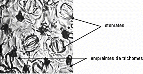 Fig. 1 Epidermal imprint of a witness leaf of white poplar (G x 250). Fig. 1. Empreinte épidermique d’une feuille témoins de peuplier blanc (G x 250).