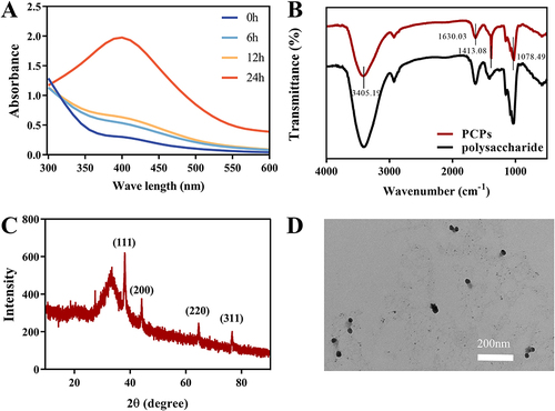 Figure 2 Characterization of the formation of PCPs. (A) UV spectrophotometer. (B) Fourier infrared detection. (C) XRD Inspection. (The figures were created using GraphPad Prism 9.5.1, LLC.) (D) Transmission electron microscopy.