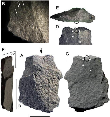 Figure 12. 700–800-year-old retouch-flake from a ground-edge axe (Square A, XU11a, #498). (A) Dorsal surface. Arrow shows the location of a hammer blow that detached a small flake before flake 498 was produced. (B) Detail of ground surface. Arrows show striations from grinding. (C) Ventral surface. (D) Proximal ventral. (E) Platform. (F) Longitudinal cross section. Black circles show indentation possibly from hammer impact. White dots show outline of bulbar scar. Scale is 5 mm (photographs by Richard Fullagar).