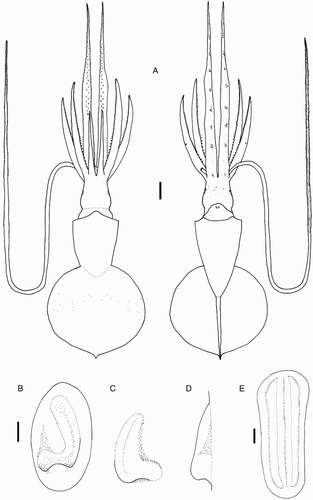 Figure 14 Mastigoteuthis psychrophila. A, NMNZ M.070954, ♀, ML 88 mm, tentacle based on NIWA 44301, ♀, ML 96 mm; B–E, NIWA 44301, ♀, ML 84 mm. A, Whole specimen; B, left funnel-locking cartilage; C, left mantle-locking cartilage; D, left mantle-locking cartilage, profile view; E, nuchal cartilage. Scale bars = A, 10 mm; B–E, 1 mm.