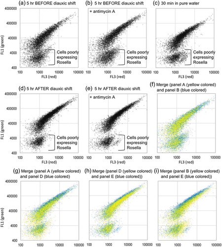 Figure 3. Change in the fluorescence property of Rosella in S. cerevisiae cells.KMY1005 cells transformed with pAS1NB c Rosella I were cultured as per Figure 1 or suspended in pure water for 10 min before flowcytometric analysis (threshold setting: FCS 8,000 and FL2 500). The time point of diauxic shift was determined according to cellular growth and ROS production (data not shown). Dead cells with high autofluorescence (the FL4 values of more than 900) are not shown in the plots. Antimycin A (final concentration of 20 µg/ml) was added into the medium upon culture start.