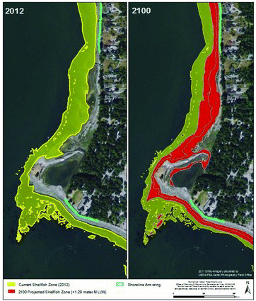 Figure 3. Results from the analysis of current (2012, yellow) and predicted 2100 (red) harvestable shellfish area and shoreline armoring (blue) at the Lone Tree Point–Swinomish Reservation study site.