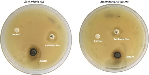 Figure 11.   Antibacterial activity of phytosynthesized AgNPs using P. colubrinum against E. coli and S. aureus.