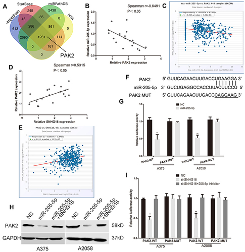 Figure 4 SNHG16 promotes PAK2 expression by binding miR-205-5p in melanoma cells. (A) Bioinformatics prediction software (TargetScan, StarBase, miRPathDB and PITA) were used to find the target gene of miR-205-5p. (B and C) The negative correlation between the expression of PAK2 and miR-205-5p were found in the TCGA melanoma database and our collected melanoma tissues. (D and E) The positive correlation between PAK2 and SNHG16 were found in the TCGA melanoma database and our collected melanoma tissues. (F) The binding sites of miR-205-5p within the 3’-UTR of PAK2. (G) Luciferase activity of melanoma cells transfected with PAK2-WT or PAK2-MUT reporter. (H) Western blots identified PAK2 protein expression changes, GAPDH was used as a control. (I) Luciferase assay of melanoma cells transfected with PAK2-WT or PAK2-MUT reporter together with SNHG16 siRNA or SNHG16 siRNA plus miR-205-5p inhibitor. **P < 0.01.