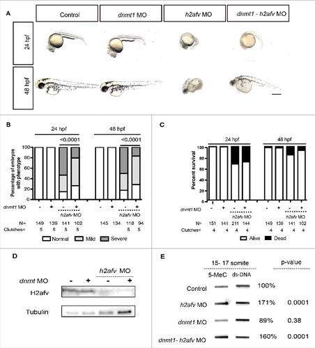 Figure 5. Co-injection of dnmt1 MO partially rescues the h2afv morphant phenotype (A) Bright field images comparing embryos injected with control morpholino-­2 (0.67 ng) or with h2afv (0.67 ng), dnmt1 (0.43 ng) or dnmt1-h2afv co injected embryos exhibiting the severe phenotype at 24 and 48 hpf. The dnmt1 morphants do not exhibit any significant phenotype either at 24 hpf or 48 hpf (n = 5) (B) Phenotype scored in a minimum of 5 clutches as Severe, Mild or Normal and displayed as percentages show that the percentage of h2afv morphants exhibiting the severe phenotype is significantly reduced in a dnmt MO background. (C) Percent survival of h2afv morphants with and without addition of dnmt1 MO at 24 hpf and 48 hpf. The survival of the h2afv morphants is not significantly affected with knockdown of Dnmt1 protein (p-value between the dead vs. alive numbers of h2afv and dnmt1-­ h2afv double morphants at 24 hpf = 0.4855 and at 48 hpf = 0.05. (D) Western blot analysis of protein lysates of 16-18 hpf embryos demonstrates complete depletion of the H2afv protein in both h2afv morphants and dnmt1-­ h2afv morphants while the expression of H2afv protein is unaffected in control and dnmt1 morphant embryos (n = 2). (E) Slot blot analysis of 5-MeC levels using genomic DNA from control, h2afv morphants and dnmt1-­ h2afv morphants at 14-18 somite stage (16-18 hpf). The h2afv morphants exhibit significant hypermethylation and the inhibition of dnmt1 in this background does not have a significant effect on the global DNA hypermethylation. One way ANOVA was performed comparing each of the morphants with the uninjected controls. Number of clutches (n) = 4. Scale bar: 1000 μm.