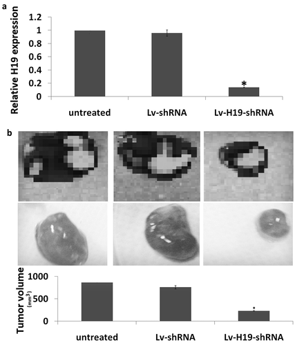 Figure 3. Targeting H19 on tumorigenesis in vivo. (a) Expression of H19 in subcutaneous tumorigenesis by qRT-PCR assay. (b) Tumor volume at 4 weeks after the nude mice were injected stable Lv-shRNA or Lv-scramble transfected 8505C cells (1 × 107 in 100 μl PBS) through subcutaneous. **p < 0.01.