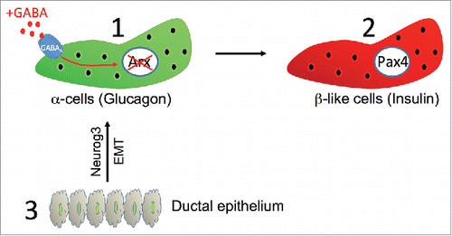 Figure 2. GABA induces α-cell-mediated β-like cell neogenesis. GABA acts via the GABAA receptor located on α-cells (1), leading to the inactivation of Arx and the subsequent conversion of α-cells into Pax4+ insulin-producing β-like cells (2). The ensuing shortage of glucagon induces compensatory mechanisms involving the mobilization of ductal precursor cells and their differentiation into α-like cells (3). This process involves the reactivation of the embryonic endocrine differentiation program with the re-expression of the developmental gene Neurog3, such Neurog3+ ductal cells undergoing epithelium-to-mesenchymal transition (3).