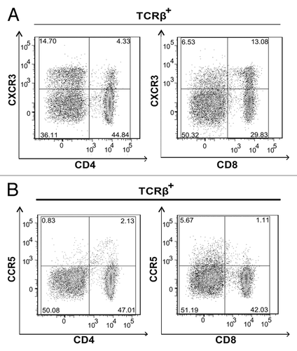 Figure 2. CD4+ and CD8+ T cells express CXCR3. (A and B) Lymph node (LN) cells were isolated from 3–5 tumor bearing mice that were vaccinated with live Lm-LLO-E7 bacteria, pooled and labeled with a panel of antibodies to identify multiple T-subsets. Labeled cells were analyzed by flow cytometry for the expression of CXCR3 and CCR5. Representative density plots are shown. CXCR3+ (A) and CCR5+ (B) T cells were identified among live, single TCRβ+ cells.