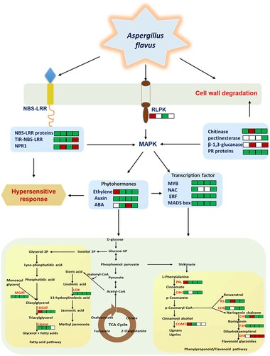 Figure 6. Overview of the Aspergillus flavus–peanut interaction pathway showing disease resistance proteins, phytohormones, and transcription factor involved in the biosynthesis of secondary metabolite pathways in OE-Def transgenic lines inoculated with A. flavus. The detailed information of these proteins is listed in Tables 1 and 2 and Supplementary Tables S2 and S3. Information on protein related to cell wall (Table 1), phytohormones (Tables S2 and S3), transcription factor (Tables S2 and S3), NBS-LRR, nucleotide-binding-site-leucine-rich repeat (Table 1), RLPK, receptor-like protein kinase (Tables S2 and S3), MAPK, mitogen-activated protein kinase (Tables S2 and S3), PR protein, pathogen-related protein (Table 1 and Table S2), secondary metabolic pathway genes, LOX, lipoxygenase, MGAT, monoacylglycerol acyltransferase, DGAT, diacylglycerol acyltransferase, PAL, phenylalanine ammonia-lyase, C4H, cinnamic acid 4-hydroxylase, COMT, caffeic acid methyl transferase, CHS, chalcone synthase, CHI, chalcone-flavonone isomerase, DFR, dihydroflavonol reductase, RS, resveratrol synthase, and F3H, flavanone-3- hydroxylase are presented in Table 2. While the up-regulated and down-regulated proteins at 24, 40, 56, and 72 hpi are marked as green and red squares, the white squares represent the absence of protein.