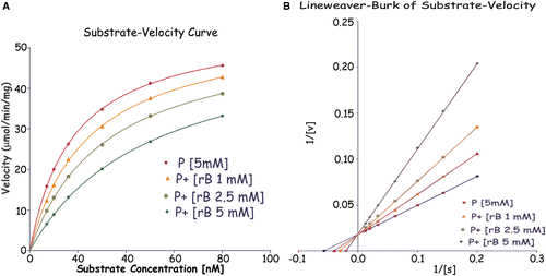 Figure 4.  Kinetics of pepsin inhibition by rBm-33. The assay was performed with the fixed quantity of pepsin (5 mm) and varying concentrations of rBm-33 in absence and in the presence of (1 mM, 2.5 mM and 5 mM, respectively). Substrate-velocity curve (A) and Lineweaver-Burk plot (1/V vs. 1/S) (B) are shown indicating competitive inhibition of pepsin by rBm-33 (Ki = 2.5 (± 0.8) nM). P: pepsin (5 mM), P+ [B 1 mM]: pepsin+rBm-33 (1 mM), P+ [B 2.5 mM]: pepsin+rBm-33 (2.5 mM), P+ [B 5 mM]: pepsin+rBm-33 (5 mM). Assay was carried out in triplicates and the kinetic constants were determined using Graphpad Prism 2.0 (San Diego, CA, USA).