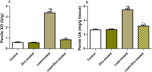 Figure 4. The effect of zinc on penile xanthine oxidase, XO (A) and uric acid, UA (B) in lead-treated male Wistar rats. Values are mean ± SEM of 5 replicates. Data were analyzed by one-way ANOVA followed by Tukey's post hoc test. *P < 0.05 vs. control, #P < 0.05 vs. zinc-treated, ∼P < 0.05 vs. lead-treated.