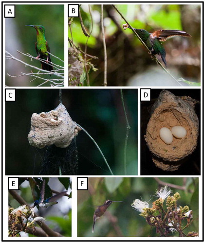 Figure 5. Photo-documentation of avian species during the faunal inventory in the vicinity of Boanamo, Orellana Province, Ecuador, 200–270 m. (A) Firey Topaz Topaza pyra amaruni, adult male; (B) Firey Topaz, adult female stretching her wings with nesting material in her bill; (C) Firey Topaz, nest; (D) Firey Topaz, nest with two freshly-laid eggs; (E) White-necked Jacobin Florisuga m. mellivora, feeding on Inga sp. flowers at forest edge; (F) Black-throated Hermit Phaethornis a. atrimentalis, feeding on Inga sp. flowers at forest edge. Photos H. F. Greeney.