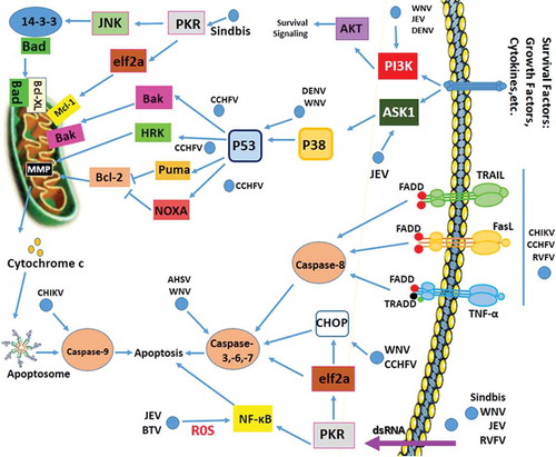 Figure 2. Apoptosis Signaling During Arbovirus Infection.Arboviruses exert their effect on apoptosis through different signaling routes. A mechanism for anti-apoptotic activity by these viruses is up-regulation of the PI3K signaling pathway. Another mechanism that viruses can regulate is the initiation of protein 14–3-3 through activation of JNK followed by induction of PKR. CCHFV replication is associated with upregulation of Bax, HRK, PUMA, and Noxa. WNV, JEV and DENV block or delay apoptosis via activating PI3K/Akt signaling. WNV can trigger apoptosis after several rounds of replication through caspases-3 and −12 and p53. JEV triggers ROS-mediated ASK1-ERK/p38 MAPK activation which leads to initiation of apoptosis. JEV may affect Bcl-2 expression to increase anti-apoptotic response. DENV may subvert apoptosis by inhibiting NF-kB. DENV reduces immune responses by activation of p53-dependent apoptosis. RVFV inhibits caspase-8 to regulate pro-apoptotic p53 signaling. The BTV-induced apoptosis involves NF-kB [modified from [Citation131]]. DENV: Dengue virus; ZIKV: Zika virus; WNV: West Nile virus; JEV: Japanese encephalitis virus; CHIKV: Chikungunya virus; CCHFV: Crimean Congo hemorrhagic fever virus; RVFV: Rift Valley fever virus; BTV: bluetongue virus.